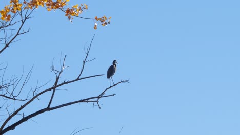 A-Great-Blue-Heron-perches-high-in-the-Autumn-leaves-in-Southern-Colorado