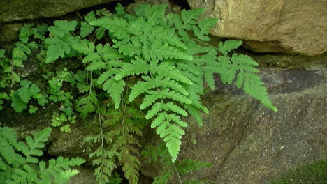 Ferns-grow-out-from-between-rocks