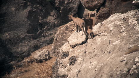 Wild-goats-On-rocky-mountain
