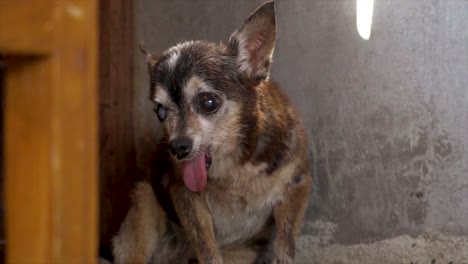 Tailandia-Cámara-Lenta-Perro-Chihuahua-Viejo-Y-Feo