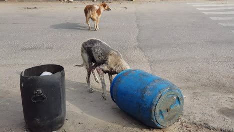 A-sick-stray-dog-eating-from-a-garbage-can-on-the-road