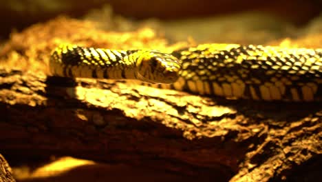 Südamerikanische-Gelbe-Tigerrattenschlange,-Die-über-Ihre-Umgebung-Gleitet