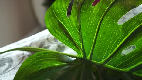Bright-green-leafs-in-a-salon-environment