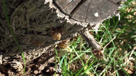 A-wasp-fights-a-newly-molted-cicada