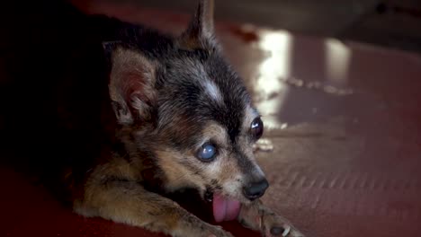 Thailand-slow-motion-old-and-ugly-chihuahua-dog