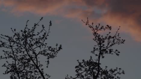 Tree-branches-Silhouetted-against-a-sky-at-dusk-below-clouds,-medium-shot