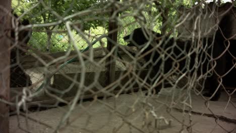 Abandoned-black-dog-barking-in-a-rusty-cage