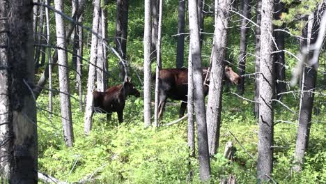 Mother-moose-and-her-calf-meander-through-the-forest