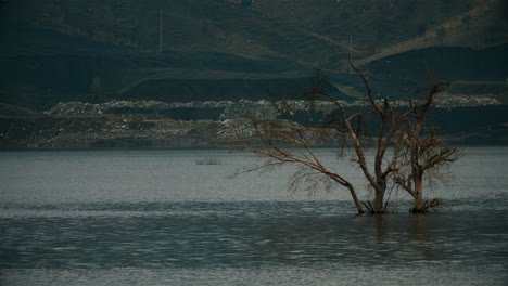 árbol-Seco-En-El-Río-Nivel-Alto-Del-Río-Inundación-Del-Río