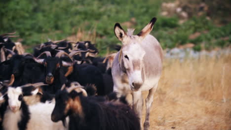 Donkey-walks-with-goats