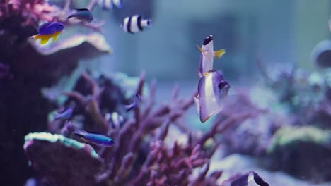 Eine-Wunderschöne-Unterwasserszene,-Die-In-Einem-Tropischen-Aquarium-Voller-Lebhafter-Und-Farbenfroher-Fische-Spielt,-Die-Mit-100-Fps-Zeitlupe-Gefilmt-Wurden