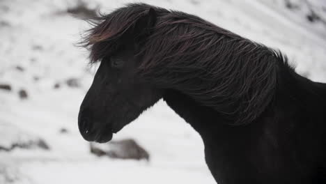 Black-Icelandic-Horse-in-Cold-Environment