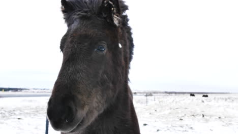 Black-Icelandic-Horse-in-Cold-Environment