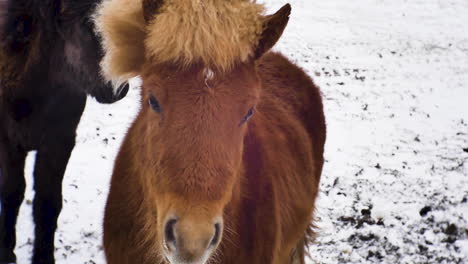 Brown-Icelandic-Horse-in-Cold-Environment