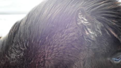 Close-Up-of-Black-Icelandic-Horse-in-Cold-Environment