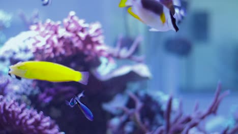Eine-Wunderschöne-Unterwasserszene,-Die-In-Einem-Tropischen-Aquarium-Voller-Lebhafter-Und-Farbenfroher-Fische-Spielt,-Die-Mit-100-Fps-Zeitlupe-Gefilmt-Wurden