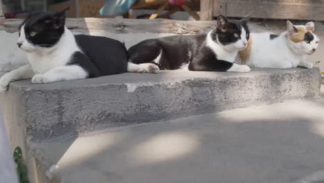 Auf-Der-Treppe-Liegt-Eine-Gruppe-Katzen
