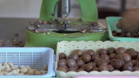 A-farmer-is-cracking-macadamia-nut-shell-by-using-nut-cracking-machine