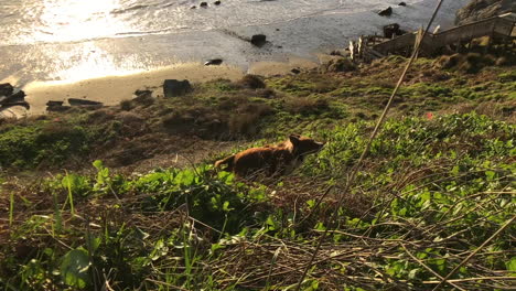 Glücklicher-Hund,-Der-Einen-Stock-Auf-Der-Klippe-Hoch-über-Dem-Bandon-Beach-An-Der-Küste-Von-Oregon-Holt-Und-Ihn-Zurückbringt