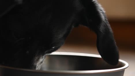 Schwarzes-Collie-Labrador-Kreuz-Mit-Einem-Schokoladen-Labrador-Hund,-Der-Eine-Schöne-Schüssel-Hundefutter-In-Zeitlupe-Aus-Nächster-Nähe-Zu-Ende-Bringt