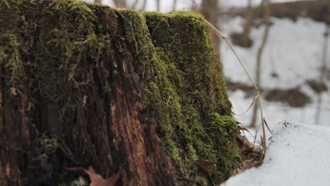 Trunk-covered-with-moss-surrounded-by-snow-covers
