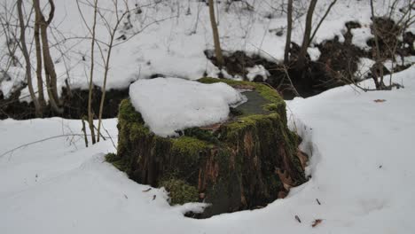 A-moss-covered-trunk-emerging-from-the-snow