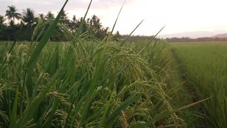 Wunderschöne-Reife-Reispflanzen-Auf-Einem-Wunderschönen-Reisfeld,-Das-Sich-In-Einer-Sanften-Sommerbrise-Wiegt