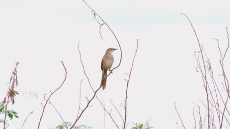 Striated-Grassbird,-Megalurus-palustris,-4K-Footage