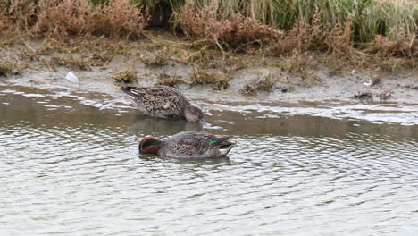 Common-Teal-male-and-female-foraging-in-shallow-water