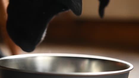 Black-collie-labrador-cross-with-a-chocolate-labrador-dogs-finishing-a-nice-bowl-of-dog-food-close-up