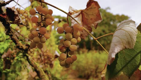 Pan-right-camera-movement-showing-yellow-grapes-with-a-garden-blurry-background