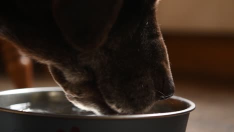 Brauner-Schokoladen-Labrador-Trinkt-Wasser-Aus-Ihrer-Schüssel-Aus-Nächster-Nähe
