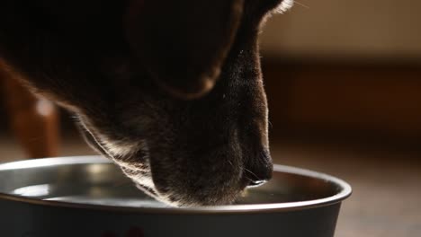 Brown-chocolate-labrador-dog-drinking-water-from-her-bowl-in-slow-motion