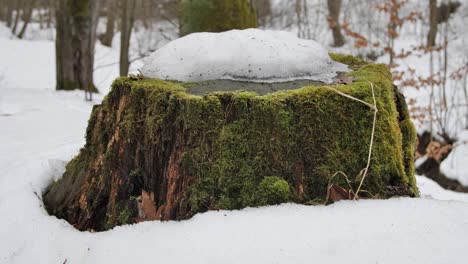 Green-trunk-covered-with-snow-in-the-woods