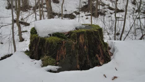 An-old-tree-trunk-covered-with-moss-and-covered-with-an-ouch-of-snow