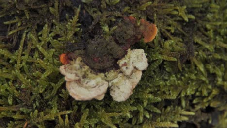 Mushroom-growing-on-moss-in-the-forest