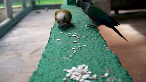 Crimson-bellied-Parakeet-And-Conure-Eating-Pumpkin-Seeds-On-Feeder-Of-Aviary-In-Spain