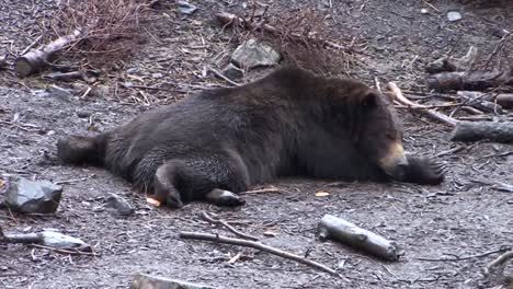 Black-bear-lying-down-completely-flat-on-his-belly-in-a-rainy-day