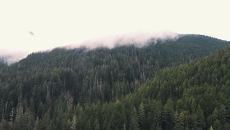 An-ascending-drone-shot-of-the-forest-and-mountains-deep-in-the-pacific-northwest-while-the-fog-rolls-in