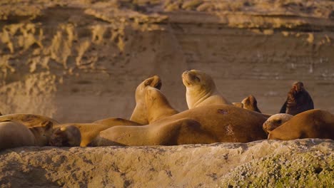 Patagonian-Sea-Lions-standing-on-the-rocky-colony-at-sunset---Parallax-shot-slow-motion
