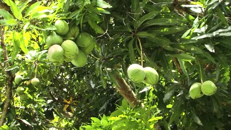 Mango-fruits-,-Nuku-Hiva,-Marquesas-Islands,-French-Polynesia