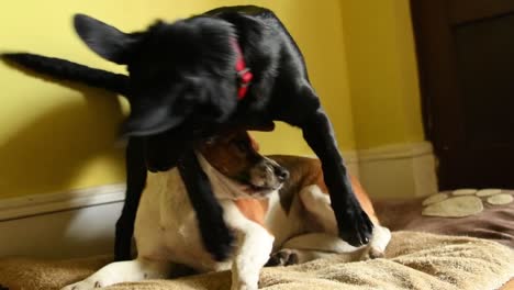 Best-friends,-black-labrador-collie-cross-and-a-beagle-playing-together-at-home-in-a-slow-motion-shot