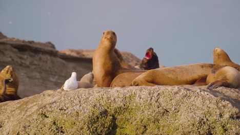 Parallax-shot-of-a-Sea-Lions-Colony-at-sunset---Slowmotion