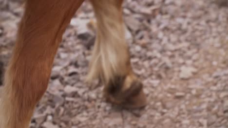 Horse-hooves-on-rocks-closeup