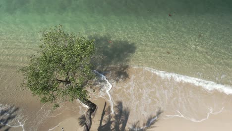 Aerial-of-tree-next-to-ocean-on-sandy-beach-lapping-tropical-waves-turquoise-sea