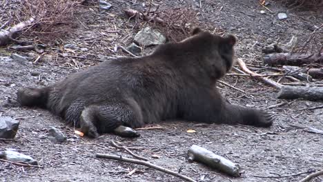 Black-bear-lying-down-completely-flat-on-his-belly-in-a-rainy-day