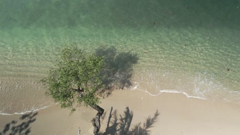 Aerial-of-tree-next-to-ocean-on-sandy-beach-lapping-waves-turquoise-sea
