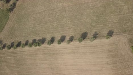 Drone-view-above-trees-line-in-the-middle-of-a-wheat-fields-after-the-harvest