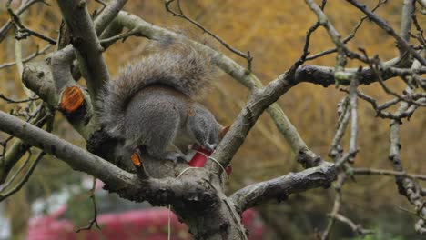 Squirrel-sitting-on-branch-eating-out-of-bird-feeder-then-jumps-off