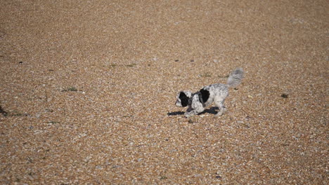 Adorable-labradoodle-dog-on-a-shingle-beach-in-the-UK-retrieving-a-tennis-ball